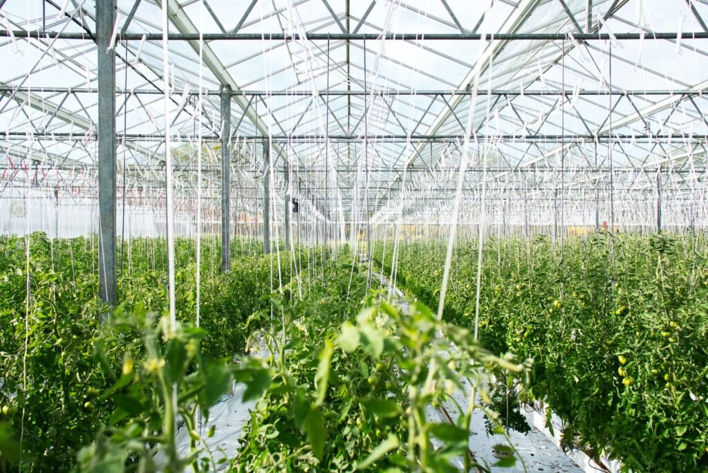 Agriculture in Bioeconomy